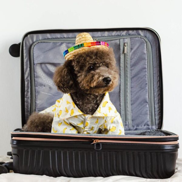 Doggy Travels Facebook Logo