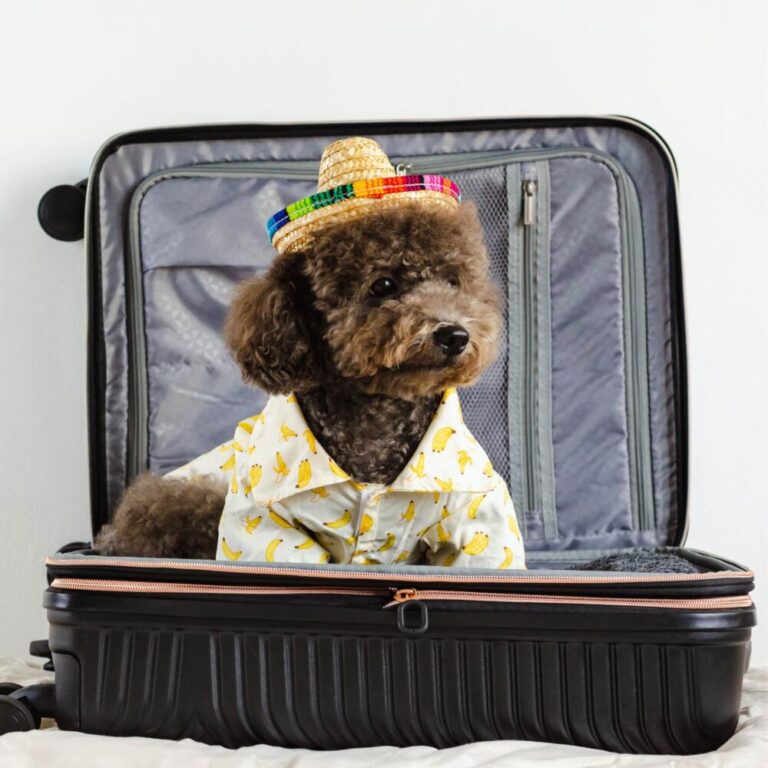 Web Design For Accommodation Doggy Travels Facebook Logo